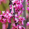 Expert Gardener 3 - 4 Ft. Tall Weeping Ruby Falls Redbud Live Tree in 7 - Gallon Grower Pot
